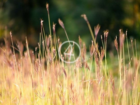 Field grass