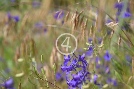 Field grass flowers