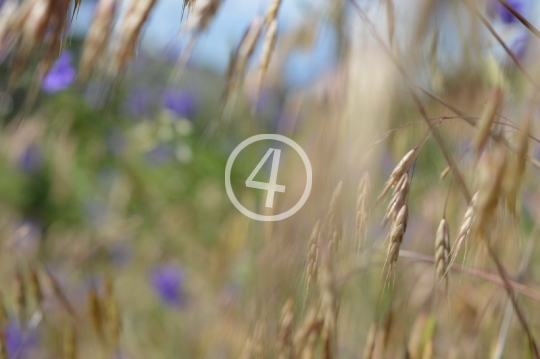 Field grass flowers