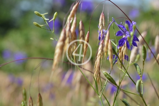 Field grass flowers