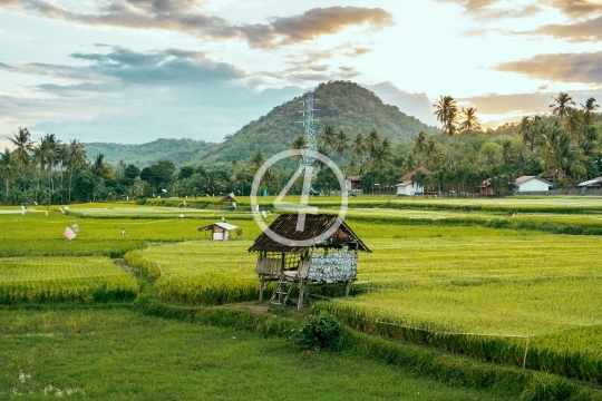 Field Rice, Sumbawa