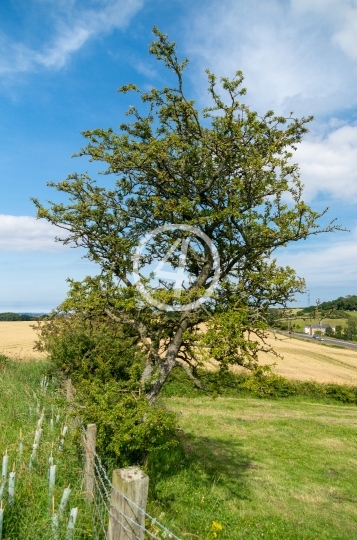 Field tree 3