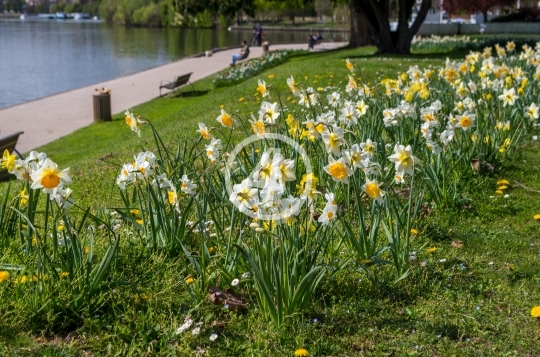 Flower bed 1