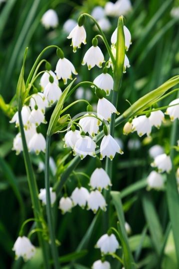 Flower bells