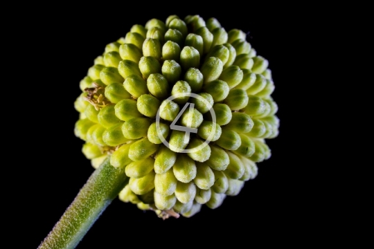 flower bud