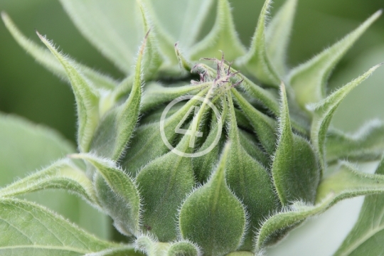 Flower bud