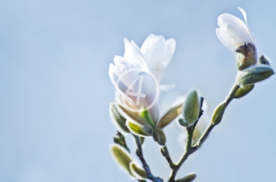 Flower buds