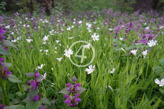 Flower field