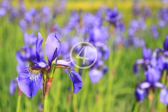 Flower field