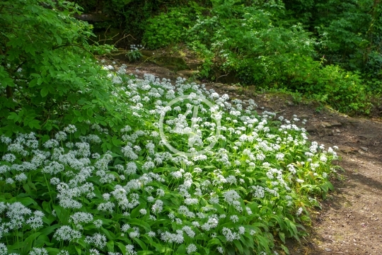 Flower patch