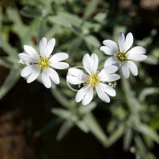 Flowers