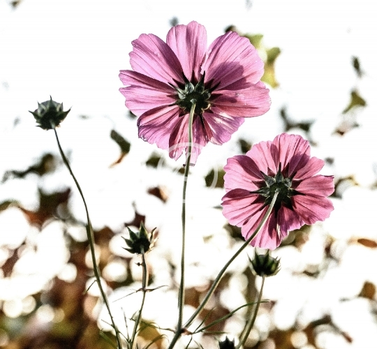 Flowers