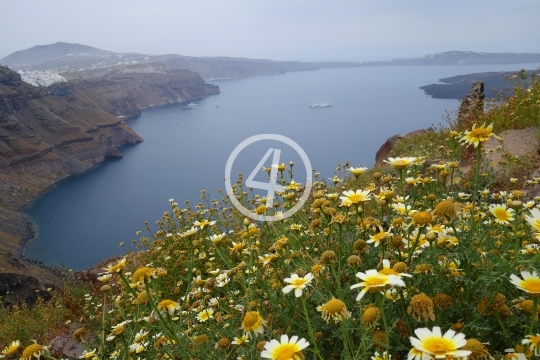 Flowers plants Santorini Greece