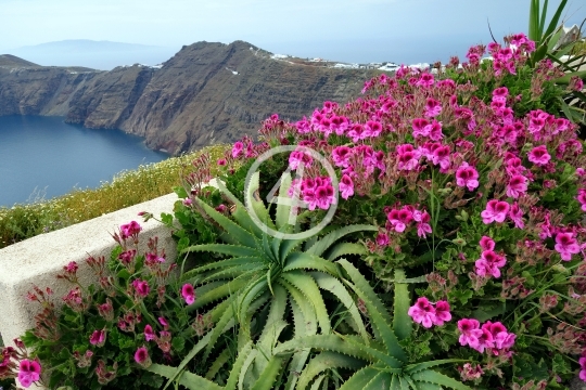 Flowers plants Santorini Greece