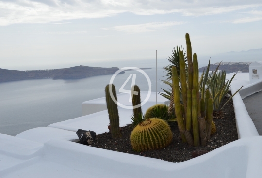 Flowers plants Santorini Greece