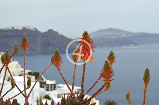 Flowers plants Santorini Greece