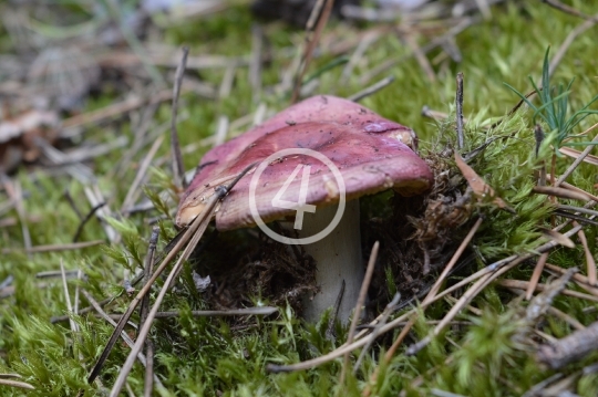 Forest mushrooms