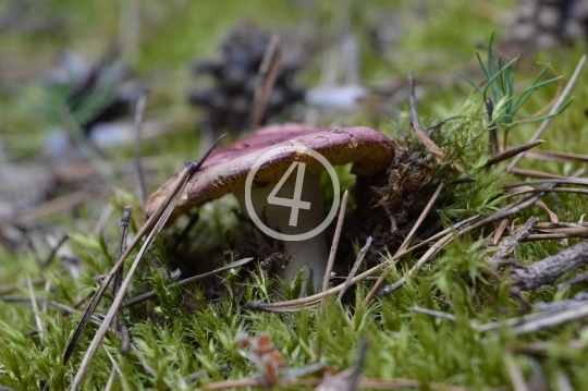 Forest mushrooms