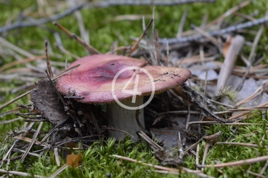 Forest mushrooms