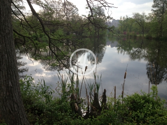 Forest pond