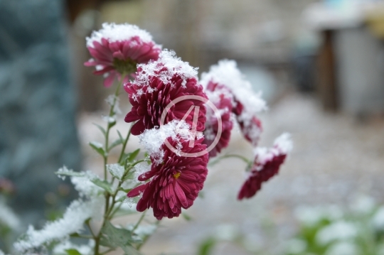 Frosty flower