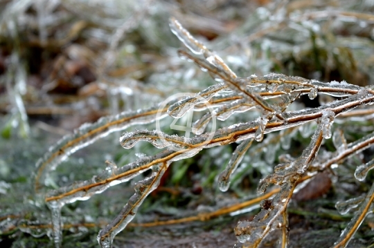 Grass frost