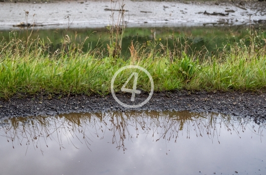 Grass puddle reflection 1