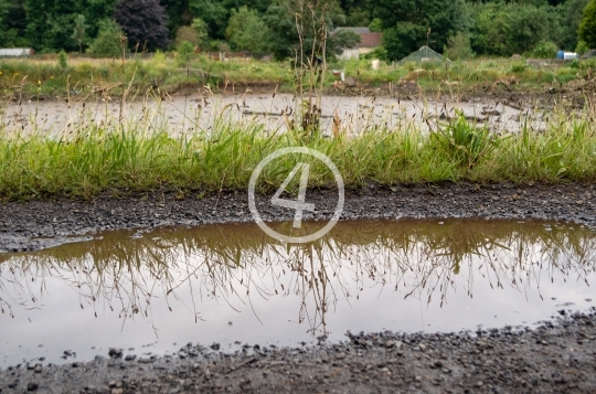 Grass puddle reflection 2