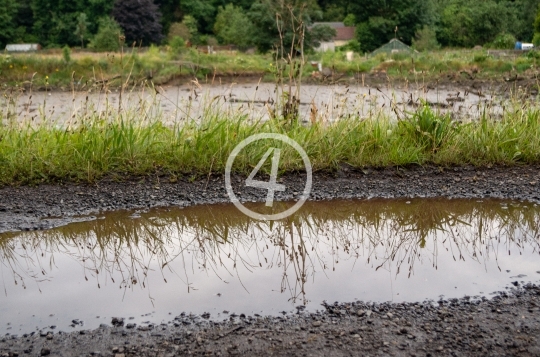 Grass puddle reflection 3