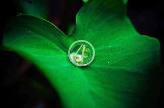 Green leaf