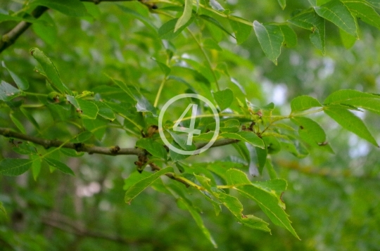 Green leaves