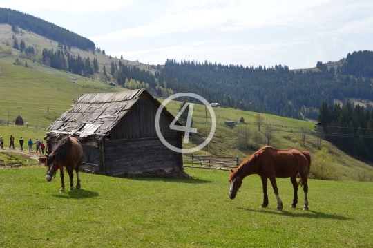 Green pasture