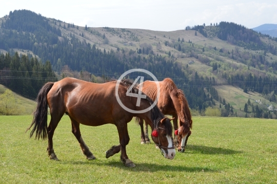 Green pasture