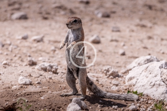 Ground squirrel