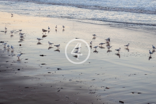 Gull flock 1