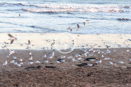 Gull flock 3