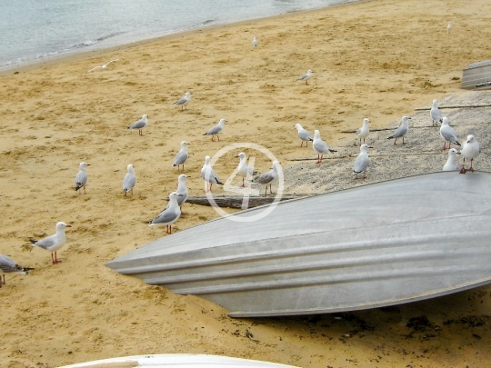 Gulls at rest 1