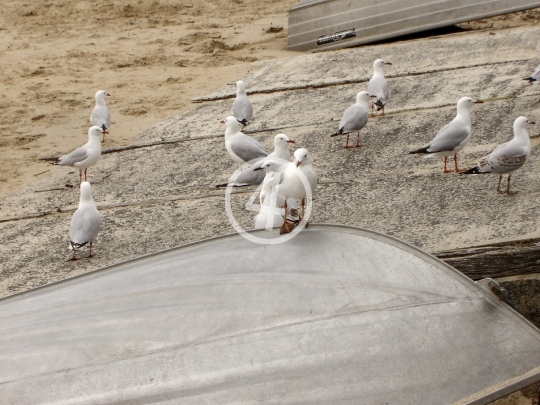 Gulls at rest 2