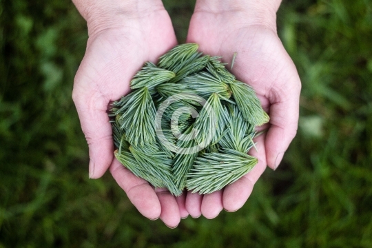 Hands holding green grass