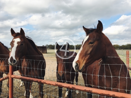 Horses