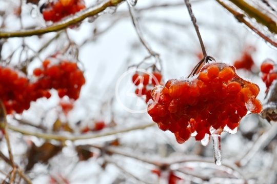 Ice berries