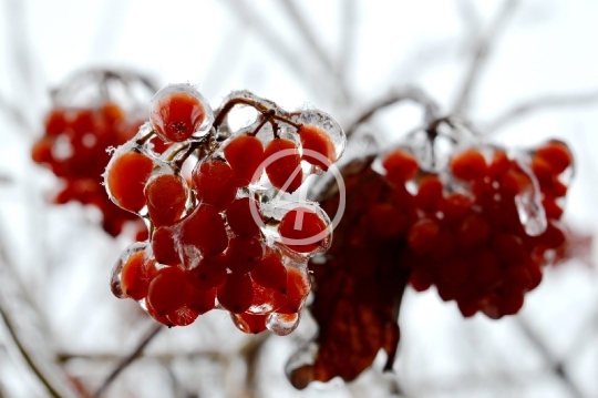 Ice berries