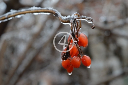 Ice berries