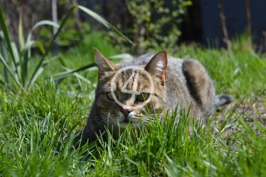 Kitty crawl