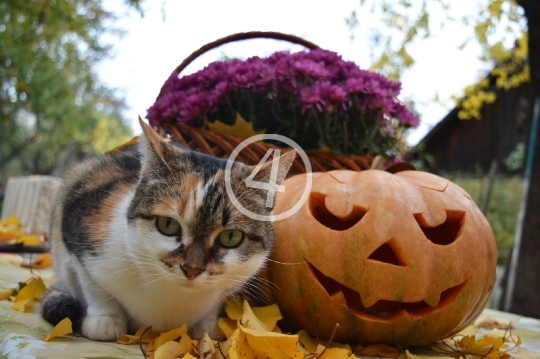 Kitty pumpkin