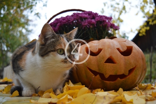 Kitty pumpkin