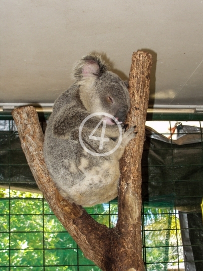 Koala 1