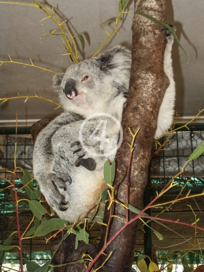 Koala 2