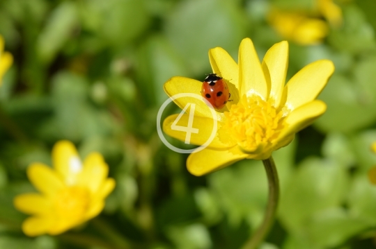 Lady bug