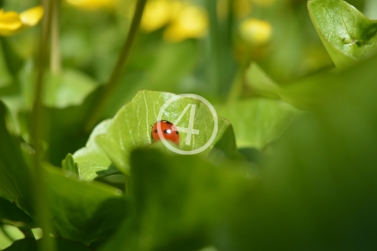 Lady bug